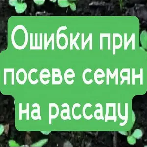 Ошибки при посеве семян на рассаду