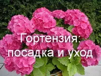 Гортензия: посадка и уход