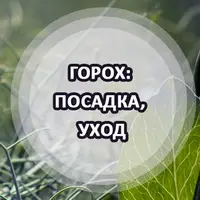 Горох в открытом грунте