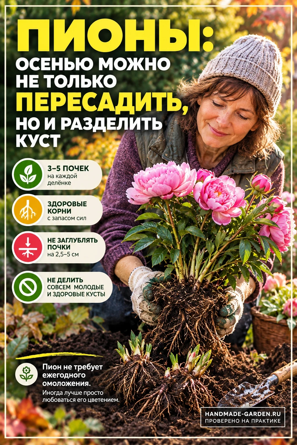 Пионы: осенью можно не только пересадить, но и разделить куст