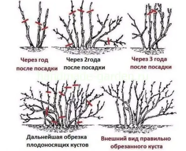 Как обрезать виноград и другие вьющиеся деревья? Как обрезать виноград и другие вьющиеся деревья?