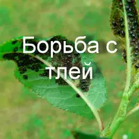 Борьба с тлей