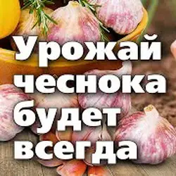 Что нужно сделать перед посадкой чеснока для быстрого укоренения