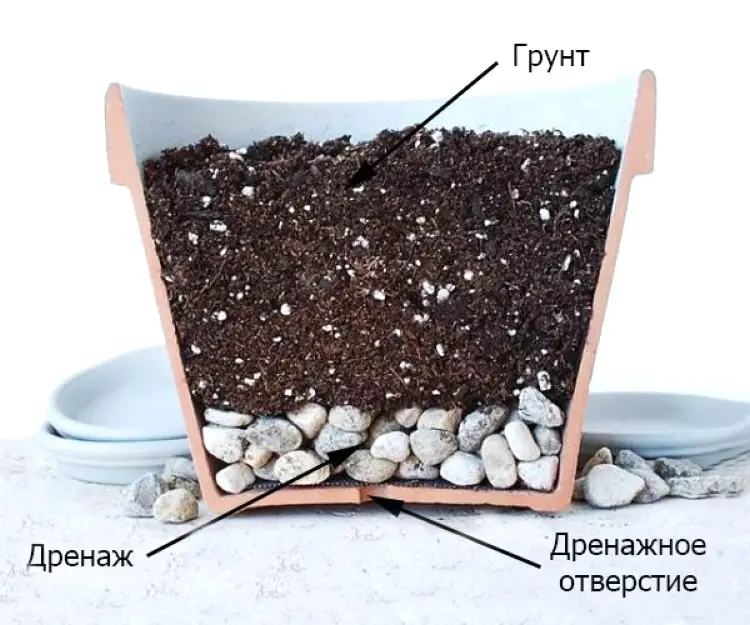 растению подбирают горшок низкий, но при этом широкий растению подбирают горшок низкий, но при этом широкий