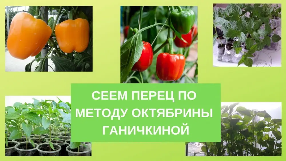Учимся выращивать рассаду перца по методу Октябрины Ганичкиной