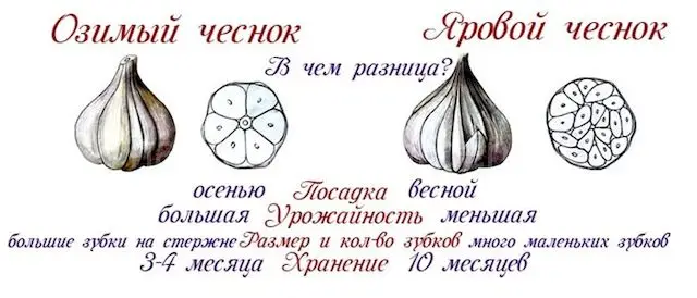 Какой чеснок лучше сажать: озимый осенью или яровый весной