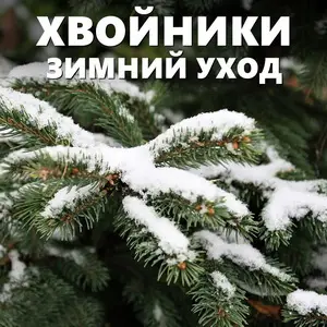 Как ухаживать за хвойными растениями зимой