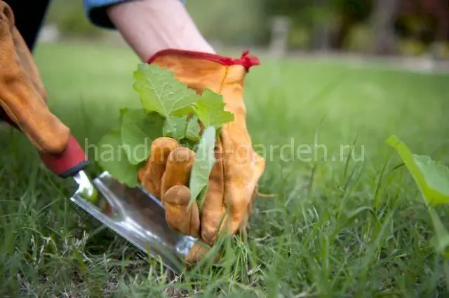 Борьба с сорняками