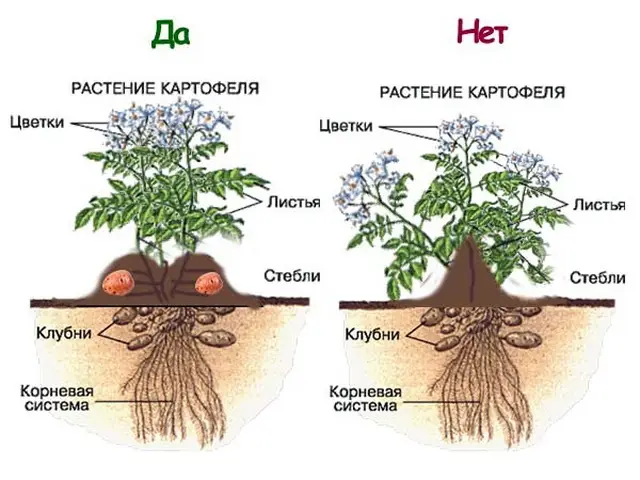 ЧТО ПРОИСХОДИТ С КУСТОМ КАРТОФЕЛЯ, КОГДА ЕГО ОКУЧИВАЮТ