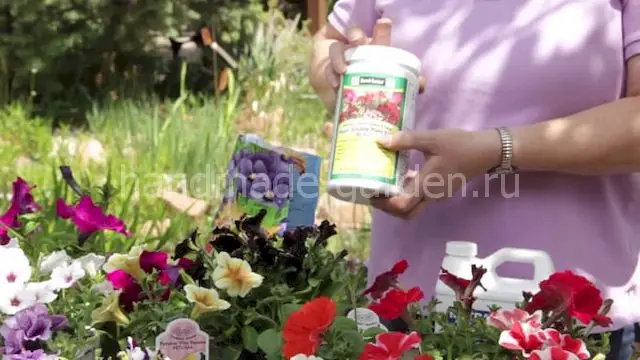 Уход за растением после прищипки