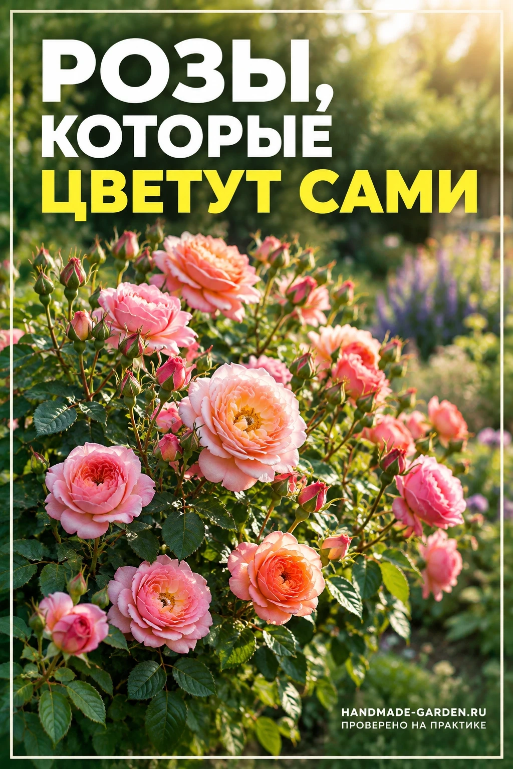 Розы с минимальным уходом: сорта, которые цветут сами