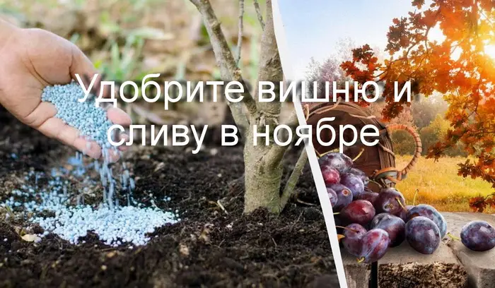Подкормите сливы и вишни после сбора урожая
