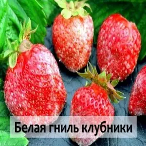 Чем опасна белая пятнистость клубники и как с ней бороться?