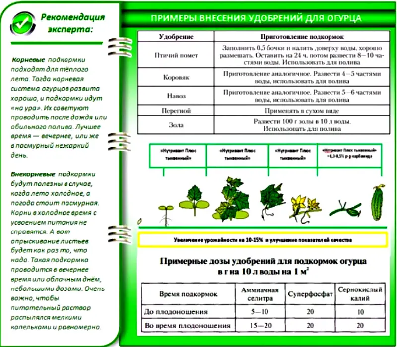 Как часто надо подкармливать огурцы во время цветения и плодоношения Как часто надо подкармливать огурцы во время цветения и плодоношения