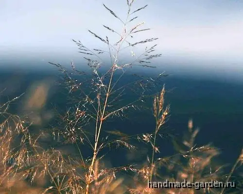Удачные соседи для малины