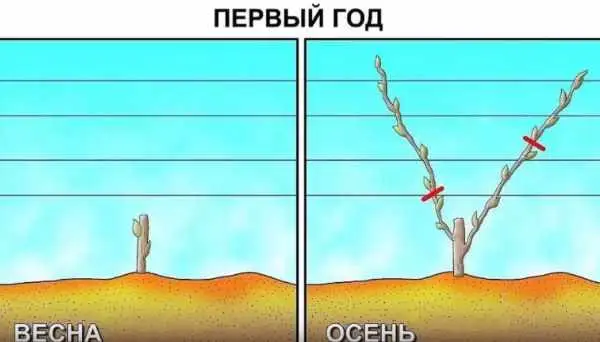 Обрезка винограда для начинающих