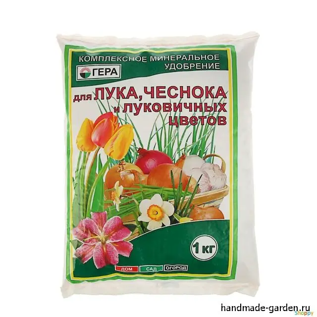 Причины желтения кончиков листьев у чеснока Причины желтения кончиков листьев у чеснока