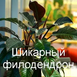 Шикарный филодендрон