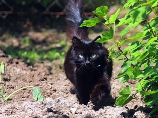 Отпугивание кошек