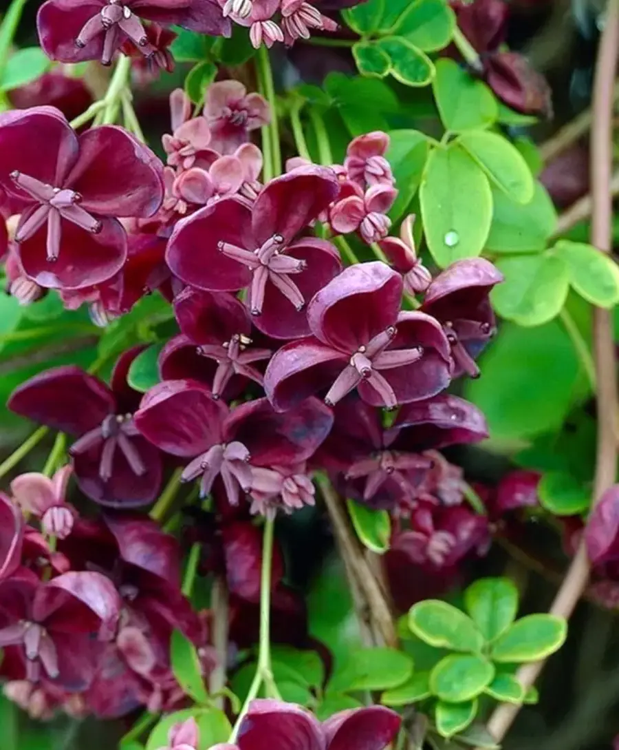 Акебия пятилистная (Akebia quinata) &mdash; шоколадная лиана для вашего сада