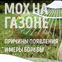 Как избавиться от мха на газоне?