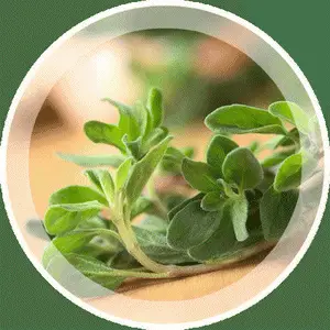 Майоран, или садовая душица
