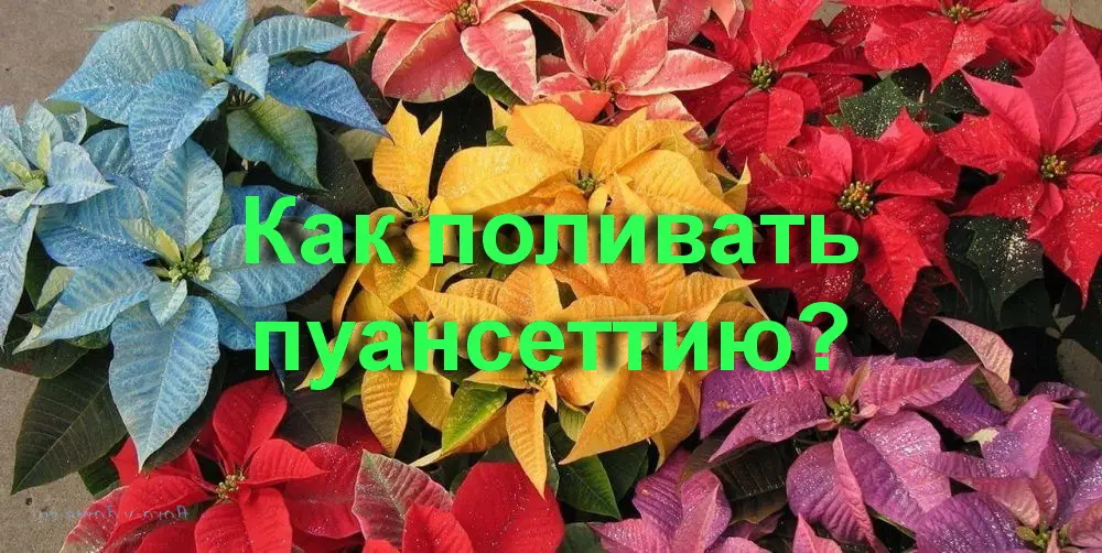Сколько воды нужно пуансеттии? Сколько воды нужно пуансеттии?