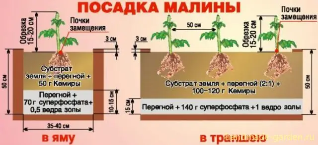 Что такое посадка малины в траншею?