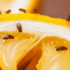 Плодовые мушки на кухне
