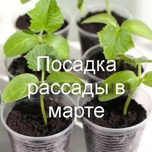 Посадка рассады в марте