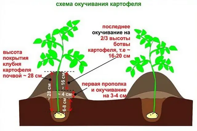 Зачем окучивать картошку