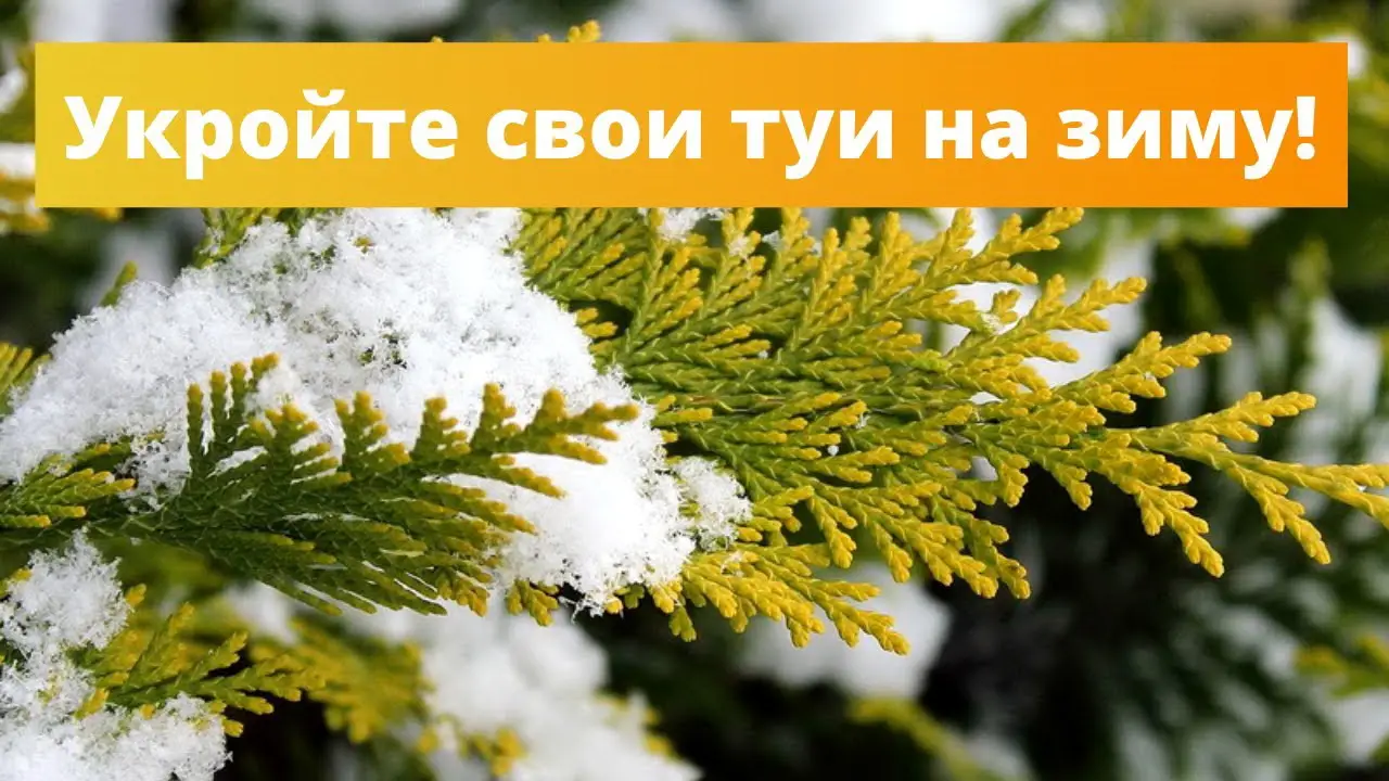 Как эффективно укрыть тую на зиму