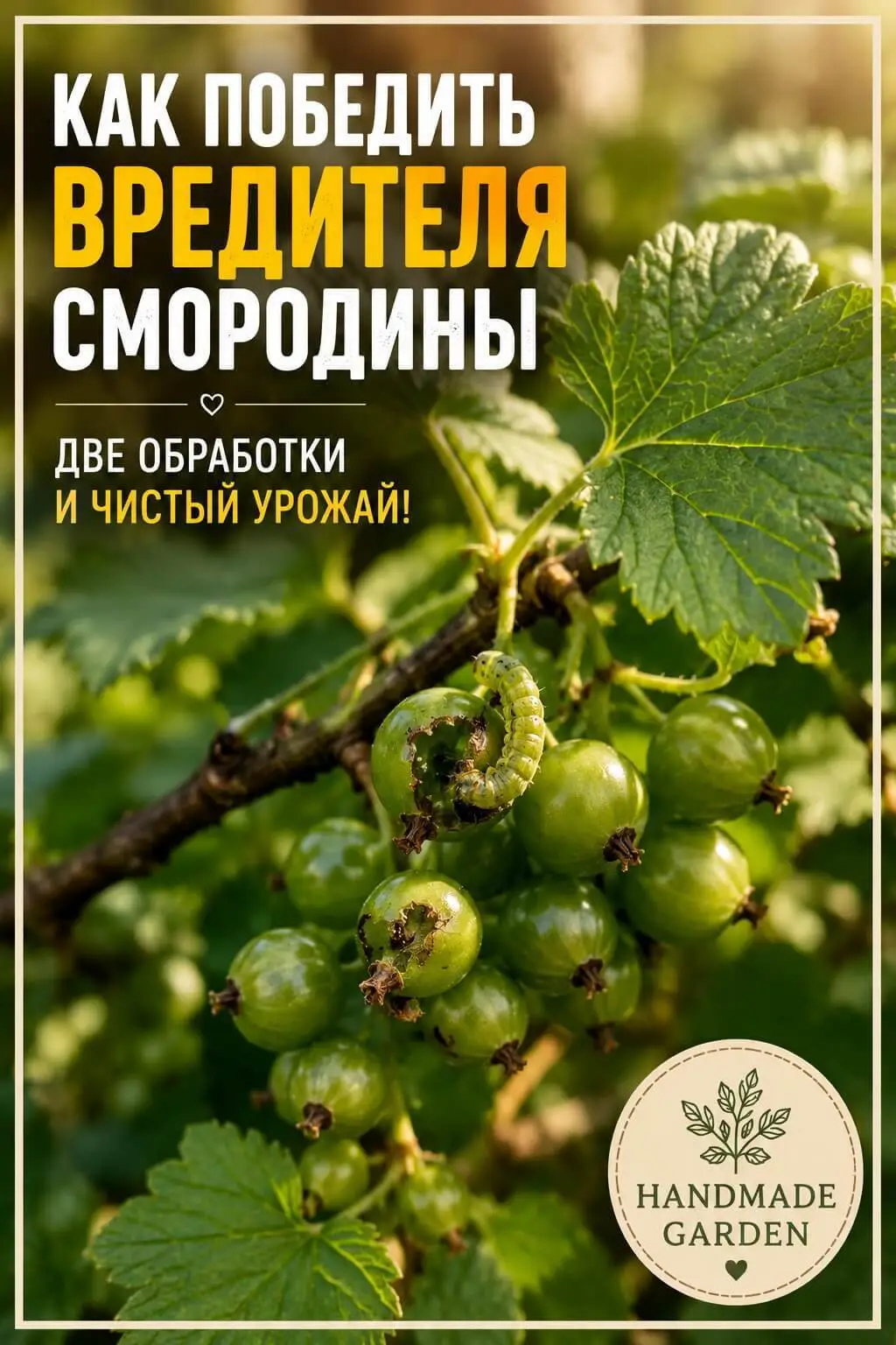 Пилильщик и огнёвка - это насекомые, которые откладывают яйца прямо в цветы смородины и крыжовника