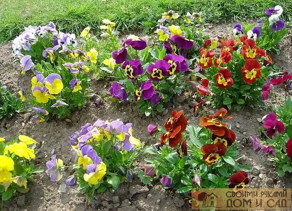 Выращивание виолы из семян