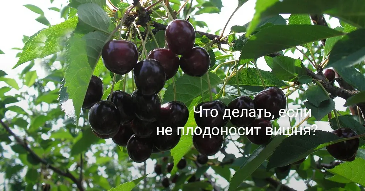 Почему я не получаю плодов от своего вишневого дерева?