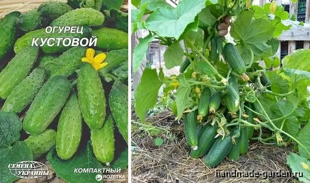 Кустовой