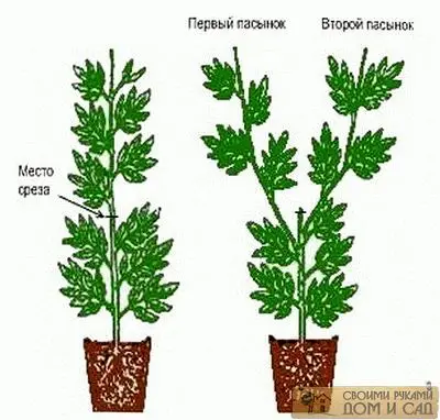 вытягивание рассады &hellip;