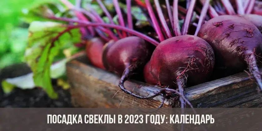 Когда сеять свеклу на рассаду Когда сеять свеклу на рассаду