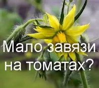 Почему мало завязи на томатах?