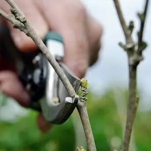 Какие стебли или ветви следует обрезать?&nbsp;