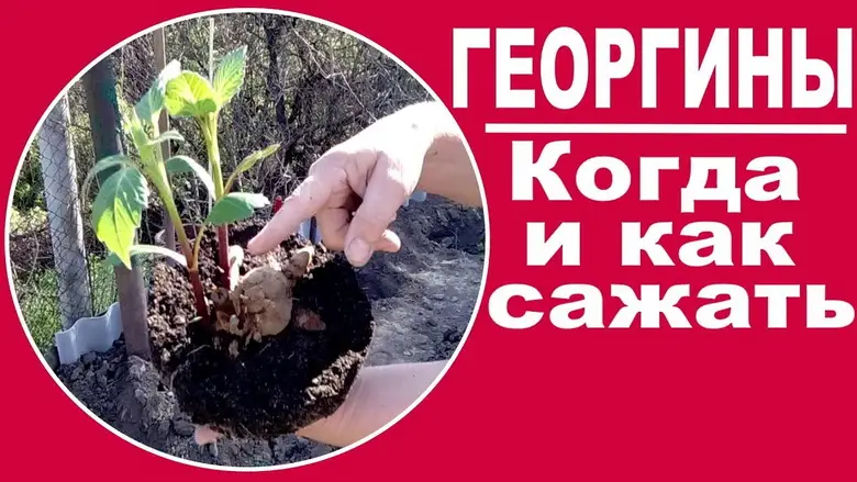 Как посадить георгины в открытый грунт Как посадить георгины в открытый грунт