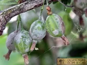 Мучнистая роса крыжовника