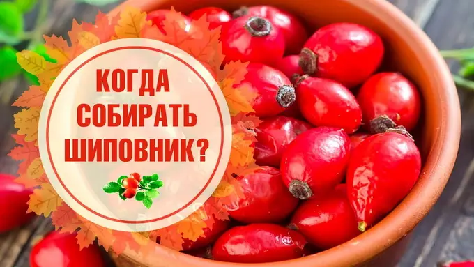 Когда собирают шиповник в разных регионах Когда собирают шиповник в разных регионах