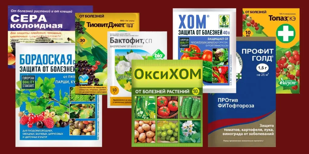 Обработка винограда весной от болезней и вредителей