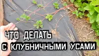 Что делать с клубничными усами