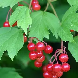 Укоренение калины черенками