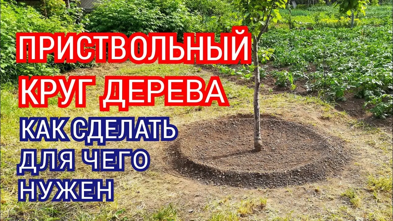 Какую форму должна принимать почва под плодовыми деревьями