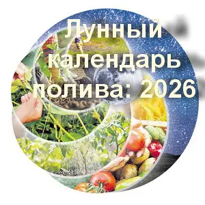 Планируйте полив по лунному календарю в 2026 году.