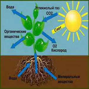 Очистите воздух и почву: растения для экологического сада
