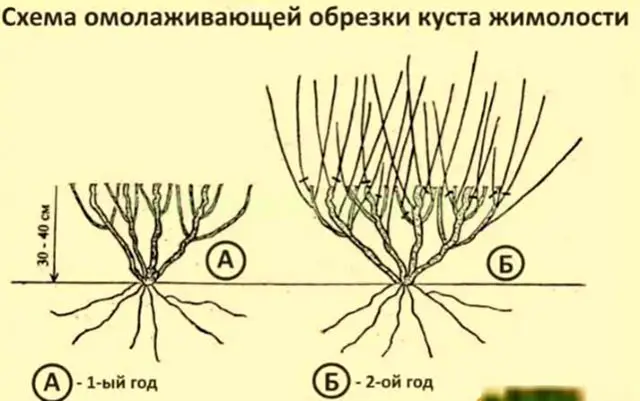 Оптимальные сроки проведения обрезки кустов жимолости Оптимальные сроки проведения обрезки кустов жимолости